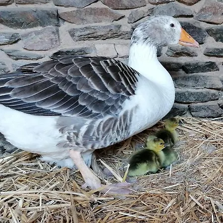 Maison Moomoons Pensjonat