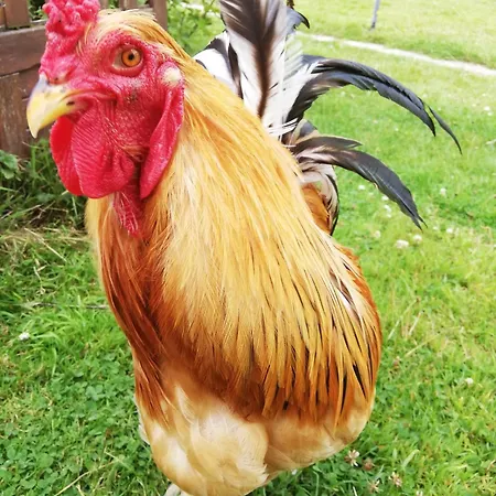 Maison Moomoons Pensjonat 3*