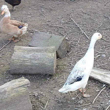 Maison Moomoons Pensjonat