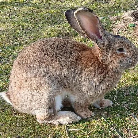 Pensjonat Maison Moomoons Vaubadon