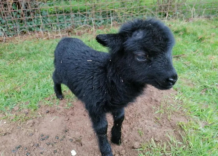 Guest house Maison Moomoons 3*