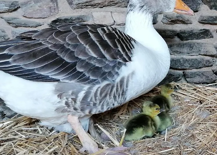 Maison Moomoons Guest house