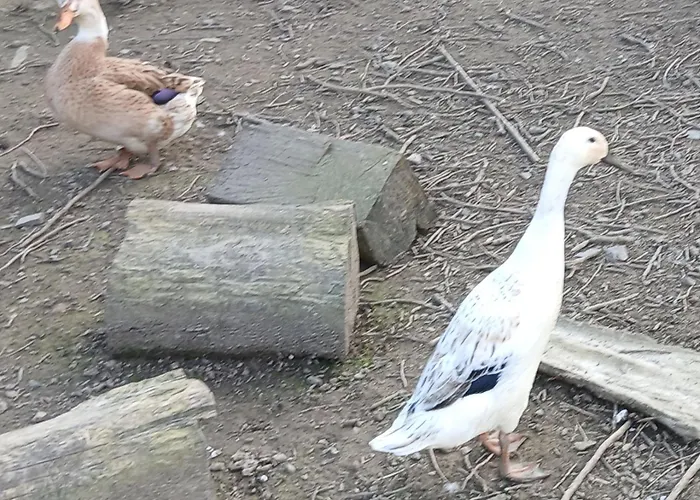 Maison Moomoons Guest house